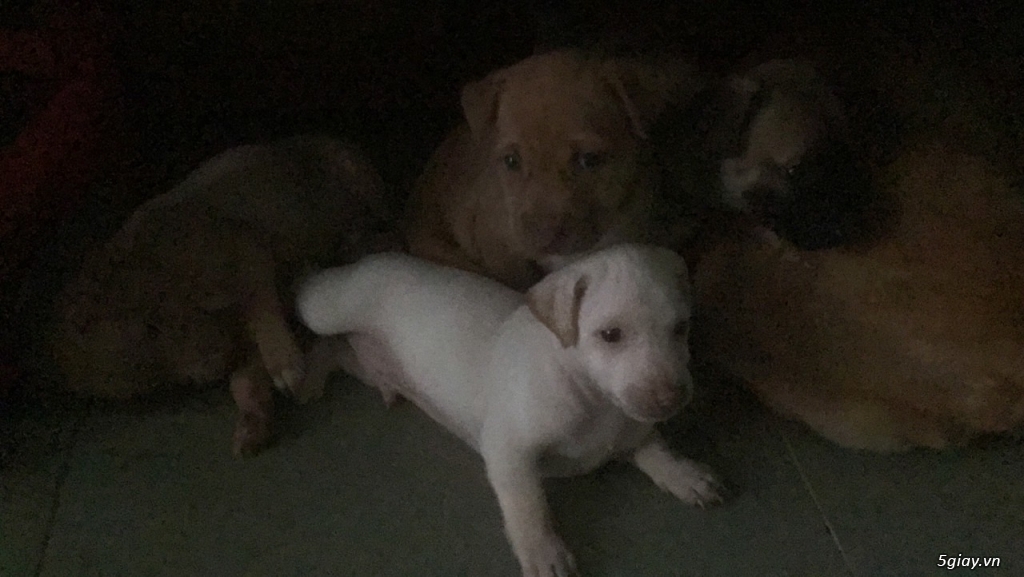 6 bé cún 7 tuần tuổi cần tìm chủ