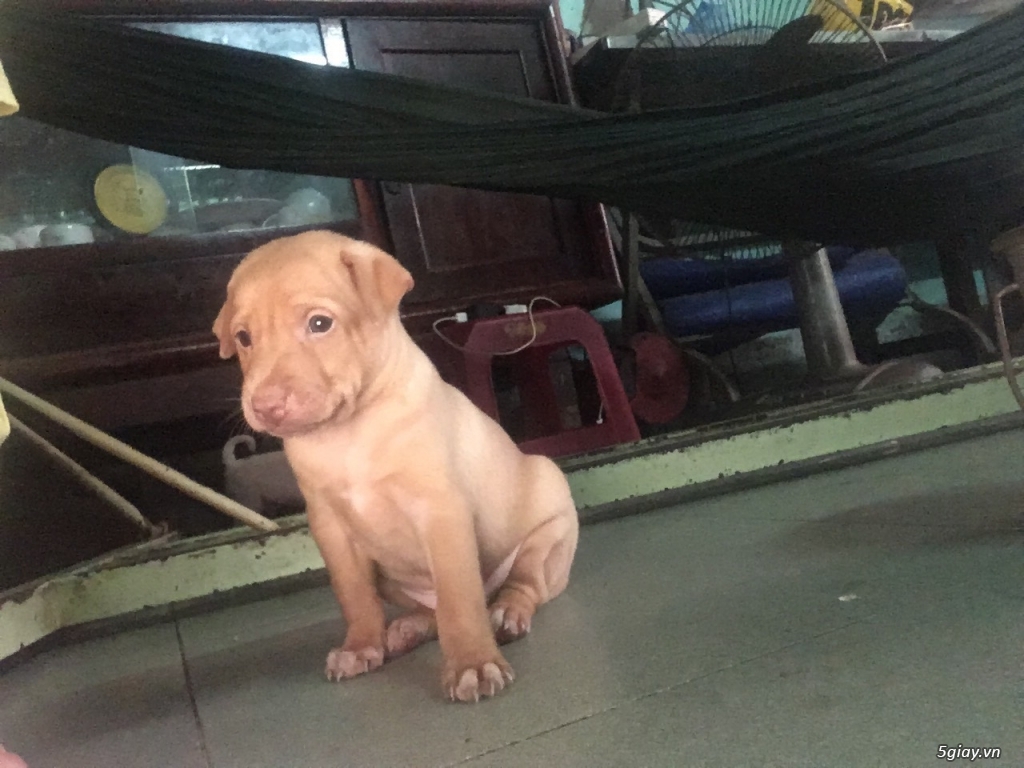 6 bé cún 7 tuần tuổi cần tìm chủ - 2