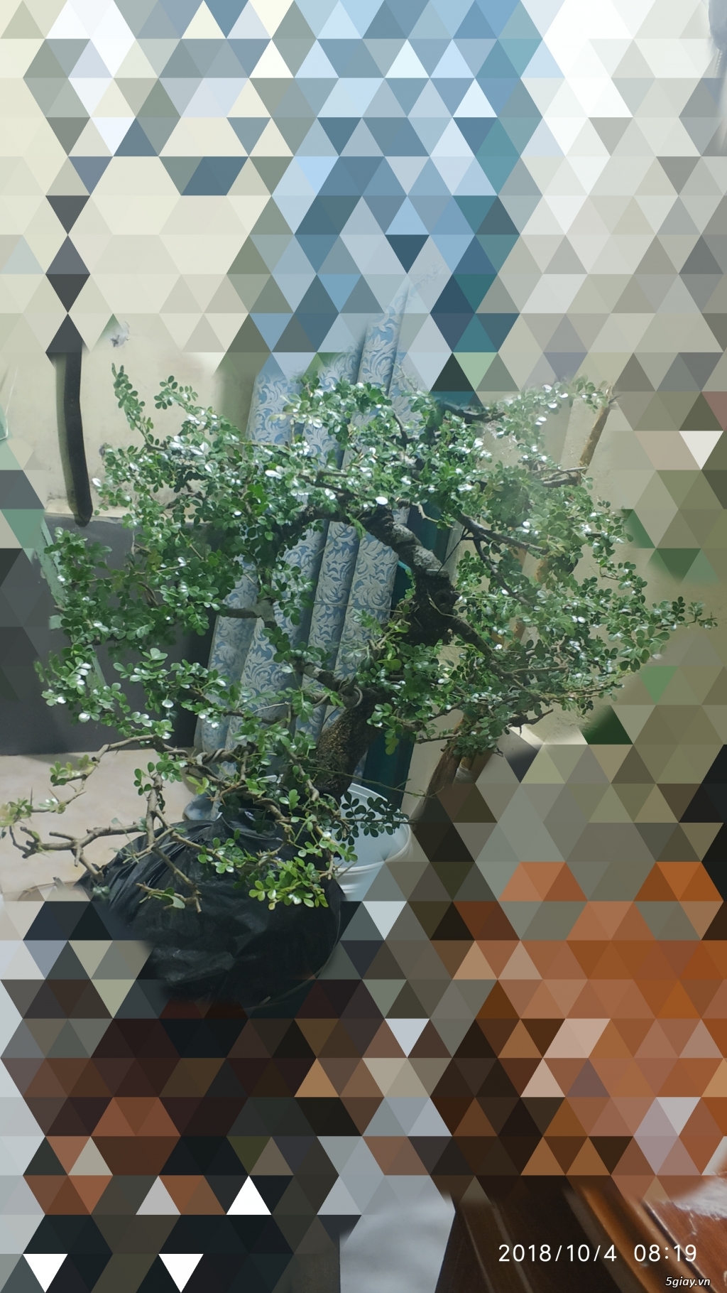 Cần bán : cây bonsai cần thăng đã tạo dáng (5-6 năm) - 1