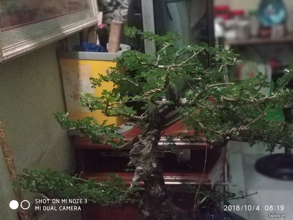 Cần bán : cây bonsai cần thăng đã tạo dáng (5-6 năm) - 2