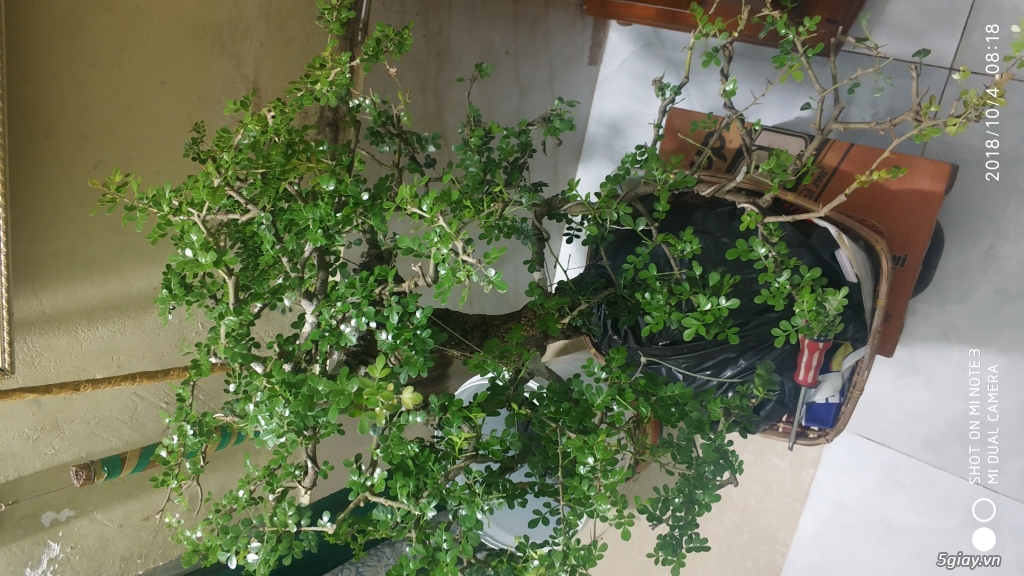 Cần bán : cây bonsai cần thăng đã tạo dáng (5-6 năm) - 3
