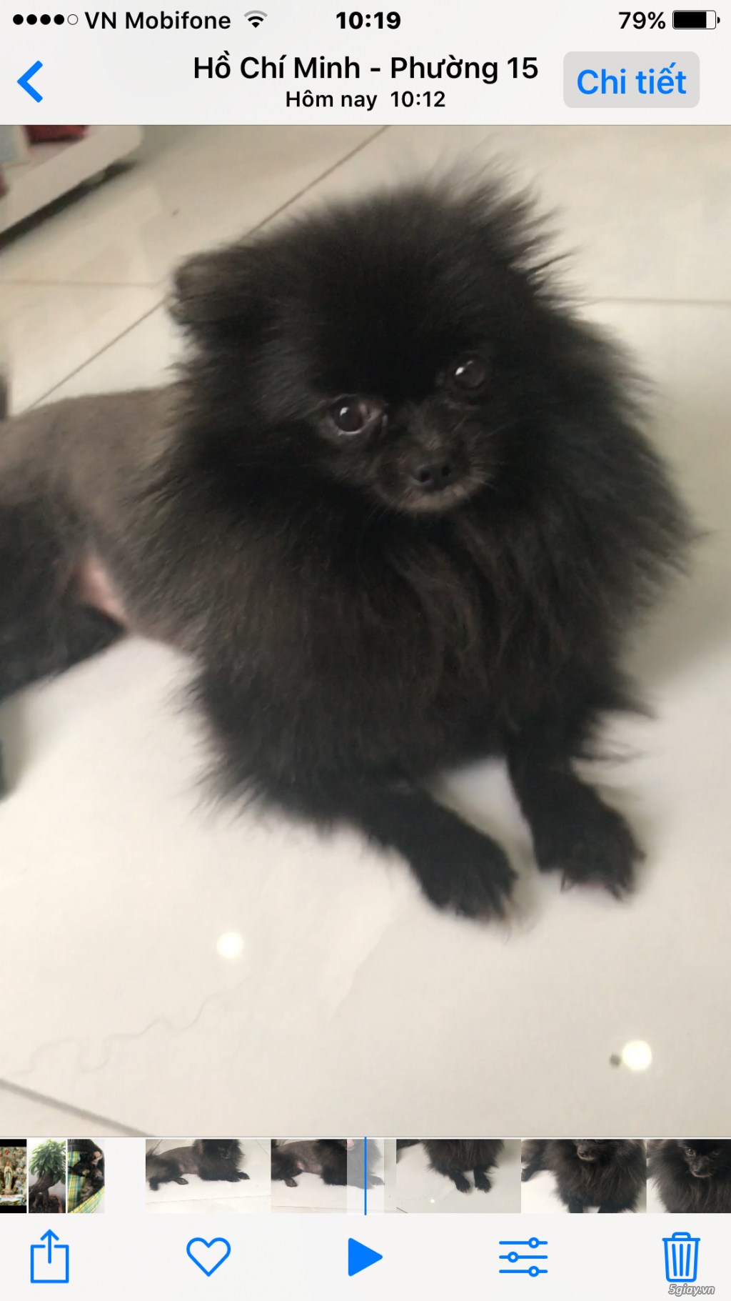 Bán chó phốc sóc mini