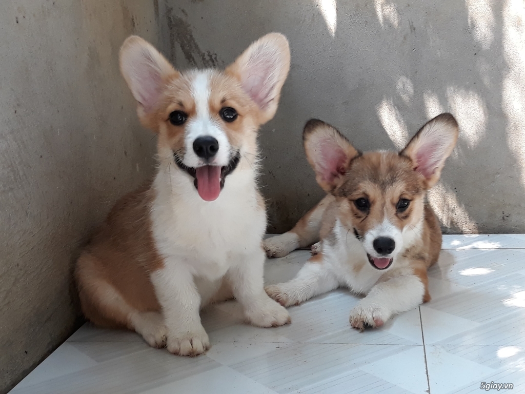 Cogri 3 tháng tuổi, dáng cực chuẩn, tai to chân bự.