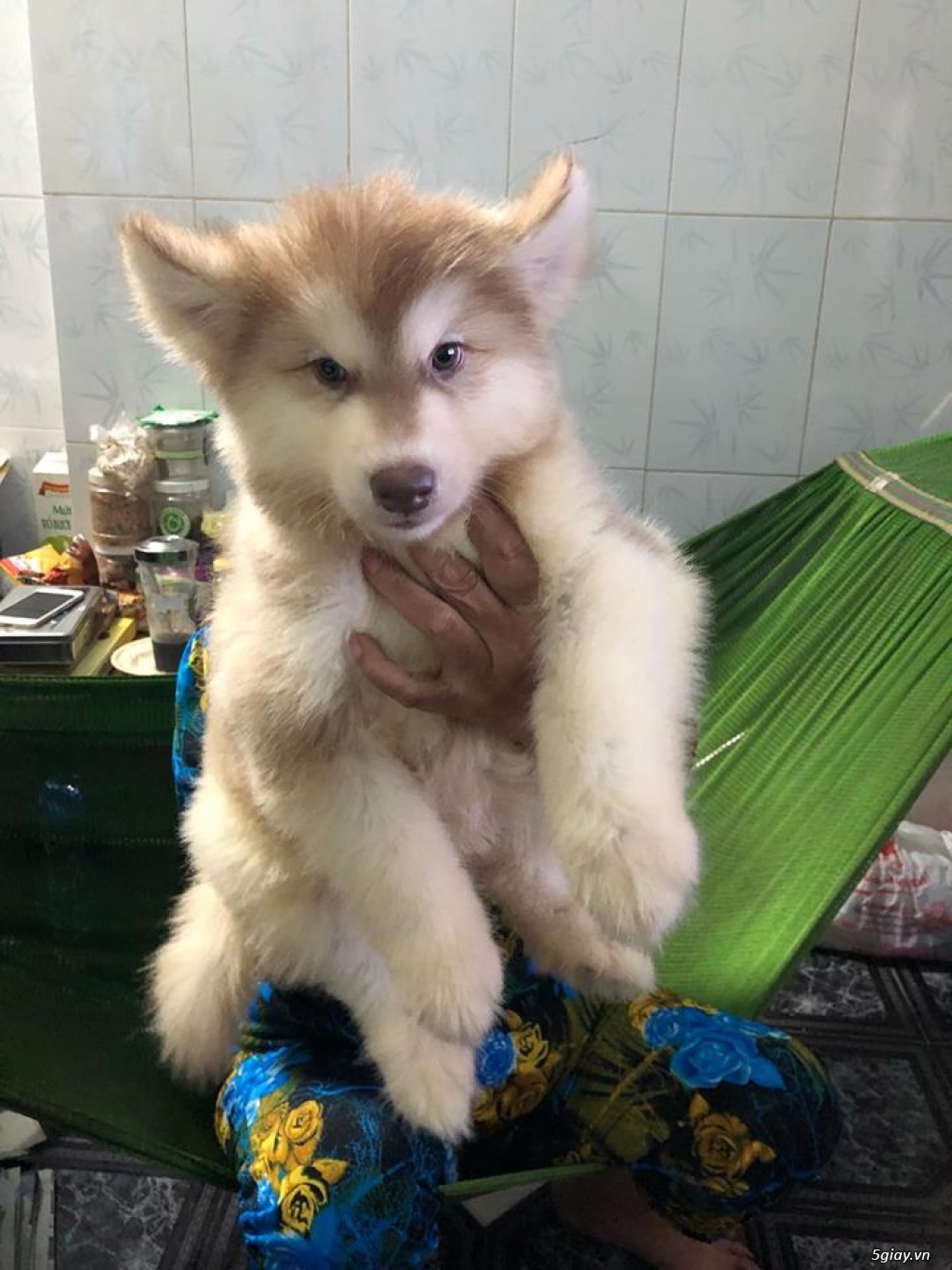 Cần Bán: Chó Alaska thuần chủng nhà sinh 2,5 tháng