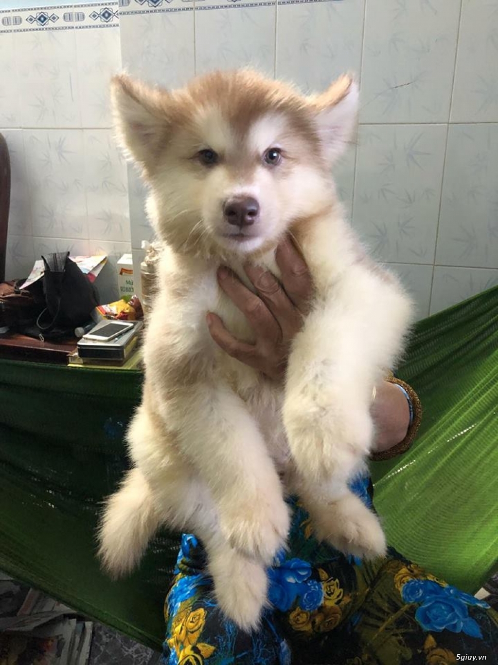 Cần Bán: Chó Alaska thuần chủng nhà sinh 2,5 tháng - 8