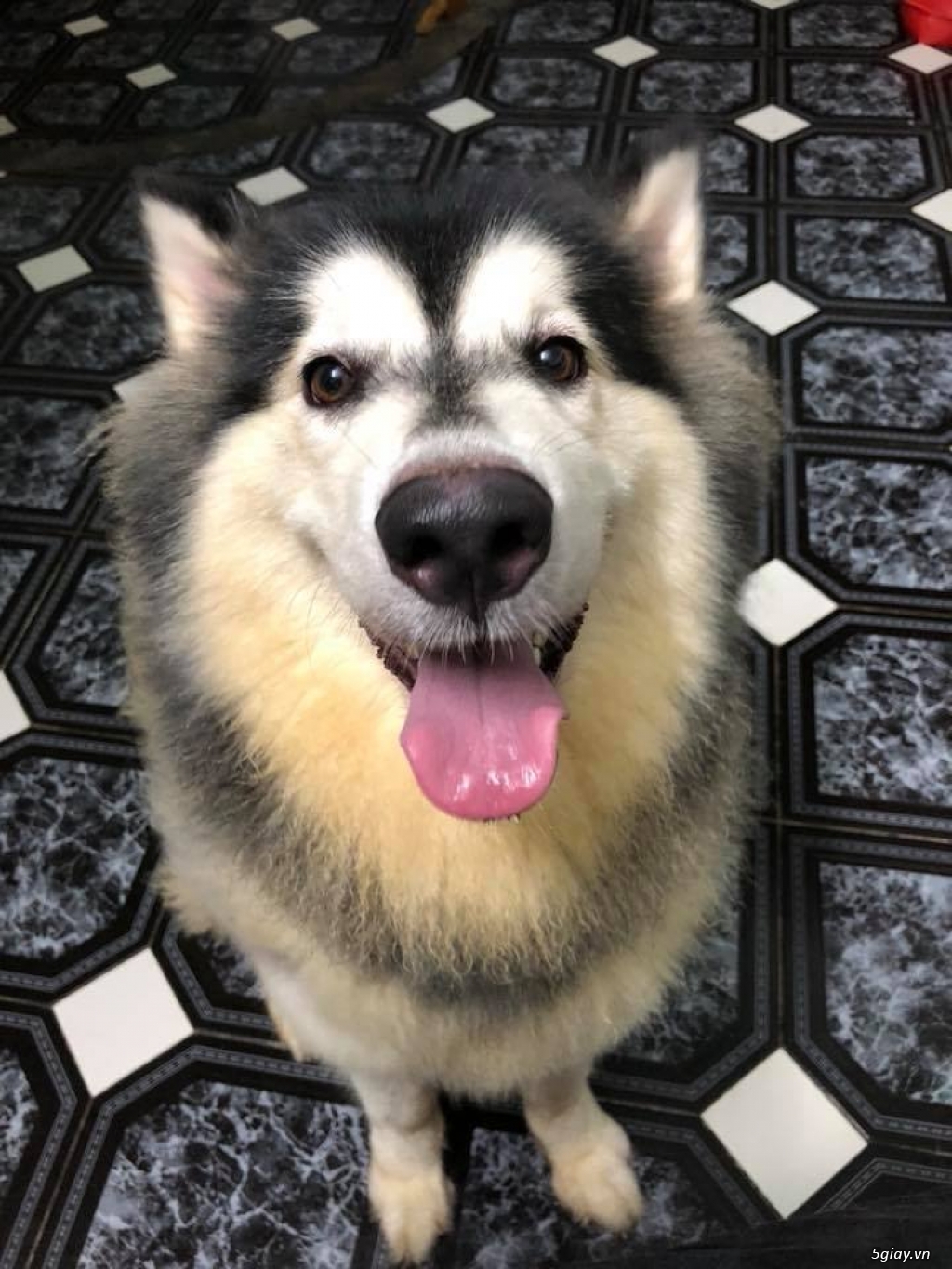 Cần Bán: Chó Alaska thuần chủng nhà sinh 2,5 tháng - 3