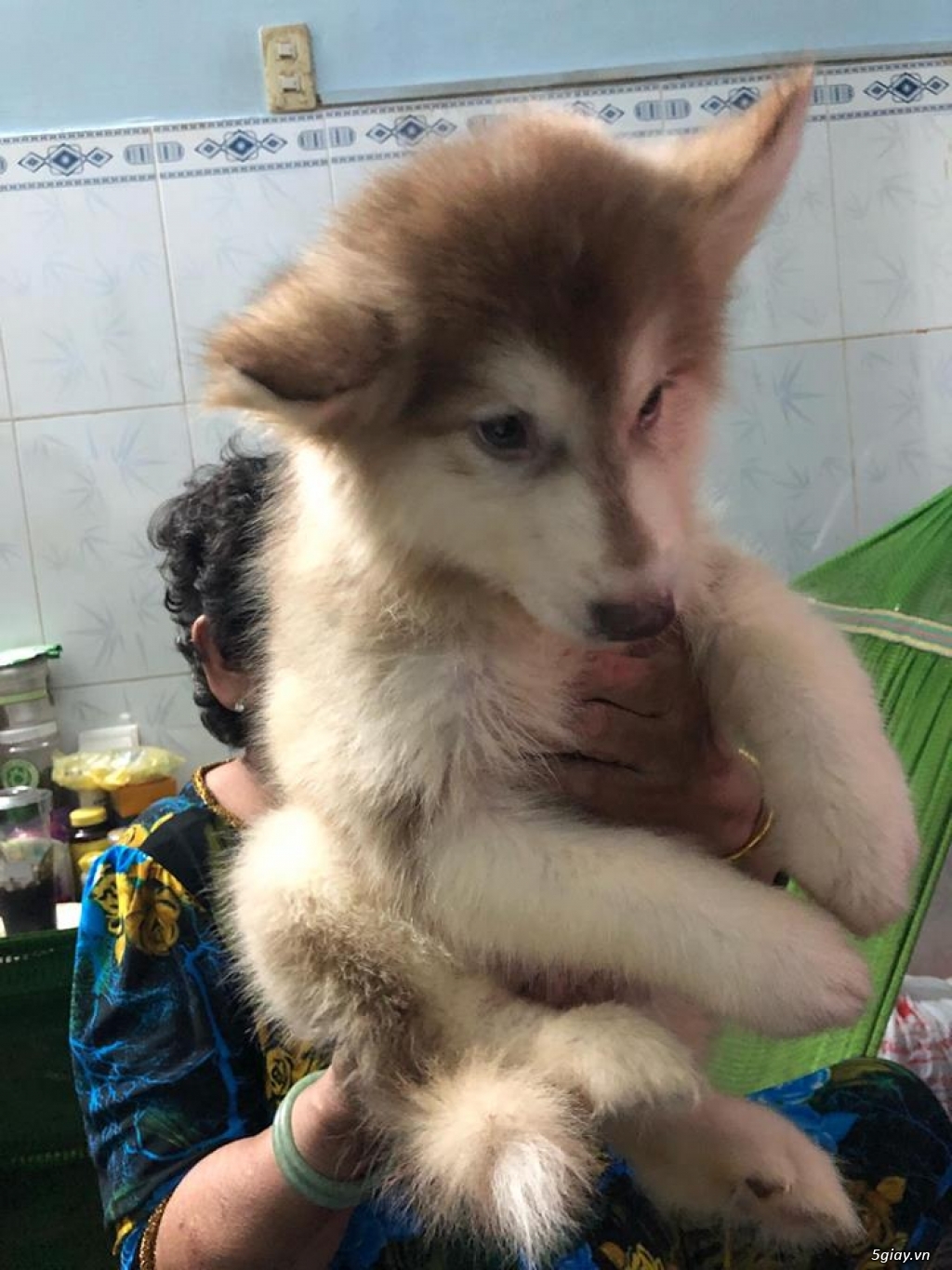 Cần Bán: Chó Alaska thuần chủng nhà sinh 2,5 tháng - 7