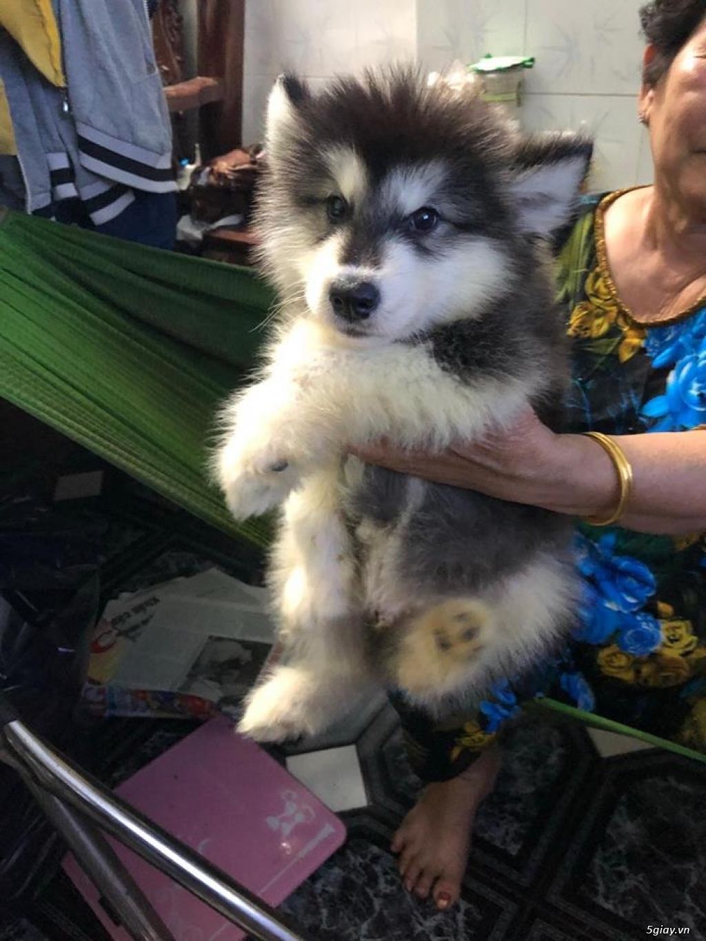 Cần Bán: Chó Alaska thuần chủng nhà sinh 2,5 tháng - 5