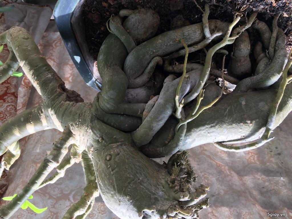 Đỉnh cao bonsai .Gốc sứ già gân thế thác đổ phục vụ anh em - 1