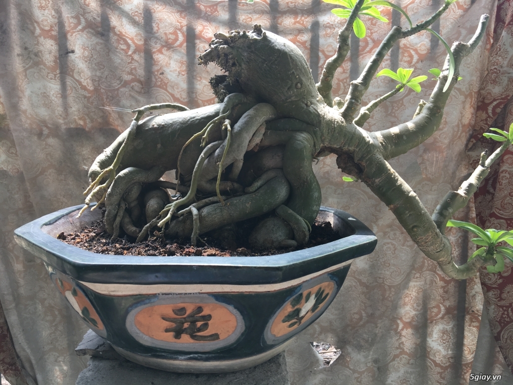Đỉnh cao bonsai .Gốc sứ già gân thế thác đổ phục vụ anh em