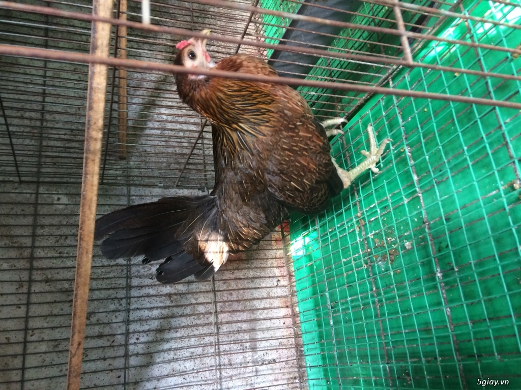 Gà mái mỹ hatch - 8