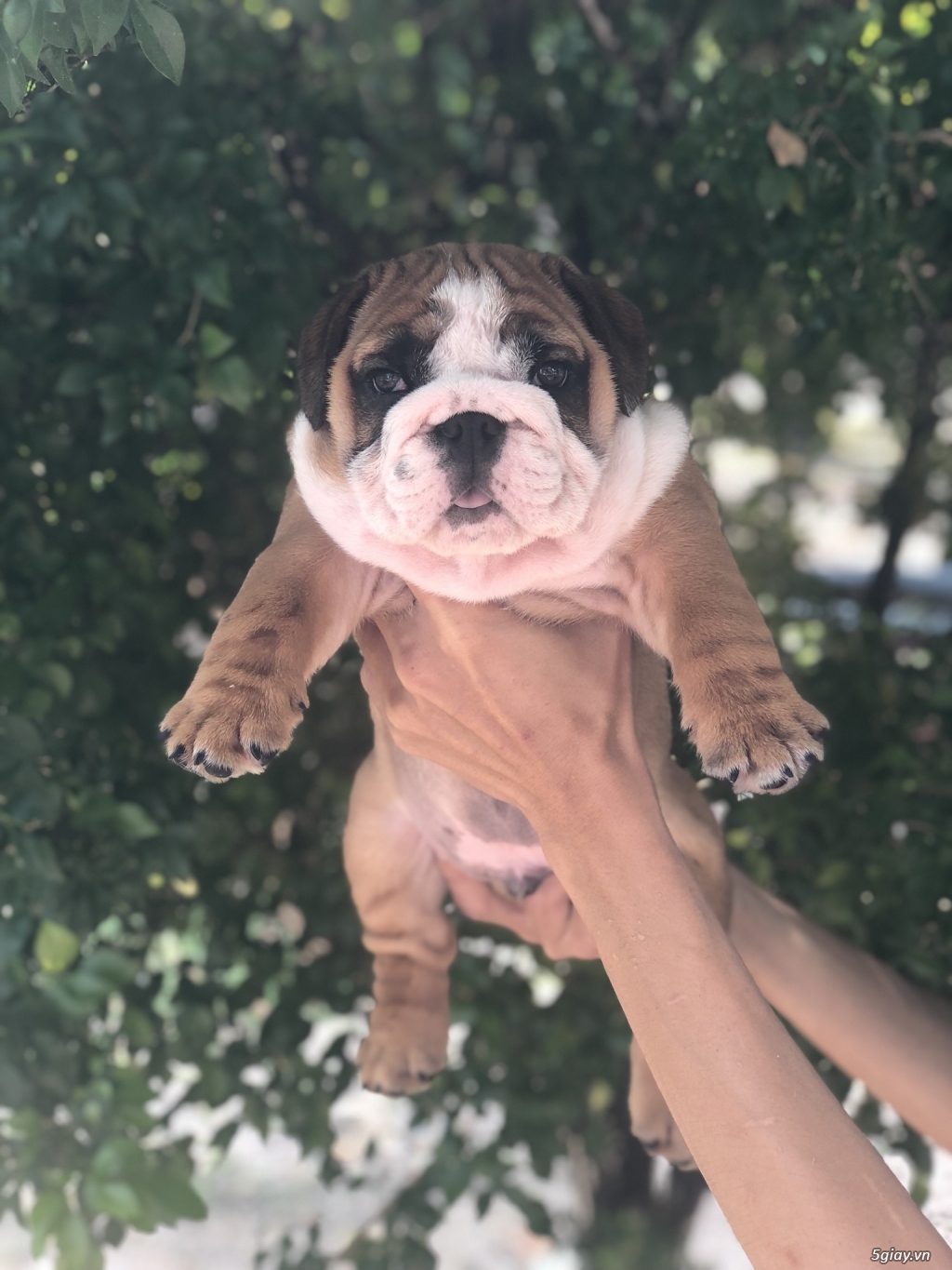 TP.HCM Bán Englins Bulldog Thuần Chủng - 2