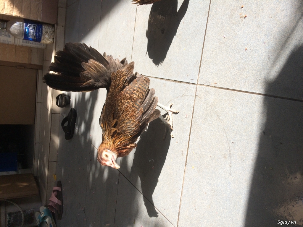 Gà mái mỹ hatch - 2