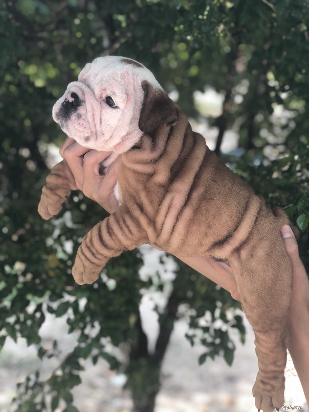 TP.HCM Bán Englins Bulldog Thuần Chủng - 4