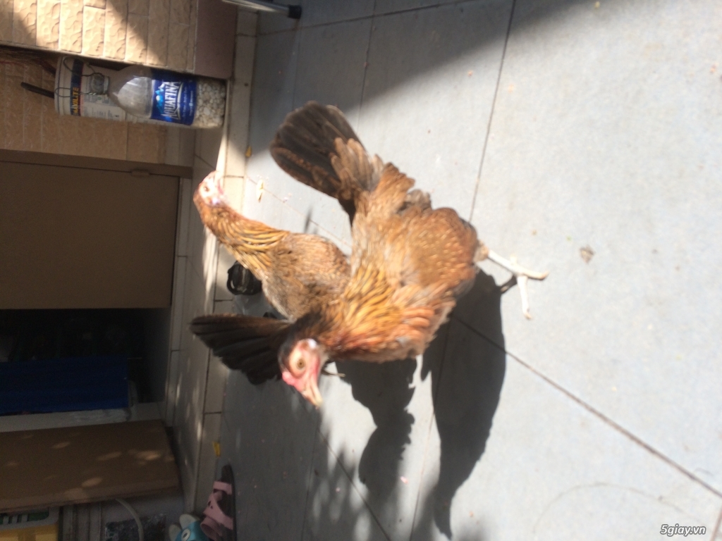 Gà mái mỹ hatch - 5