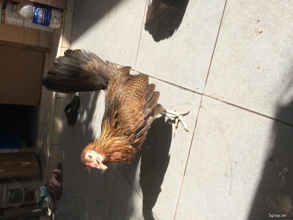 Gà mái mỹ hatch - 3
