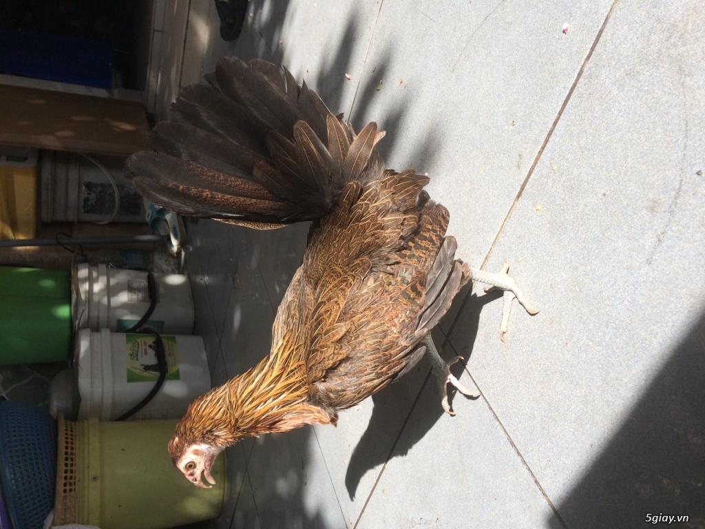 Gà mái mỹ hatch - 1