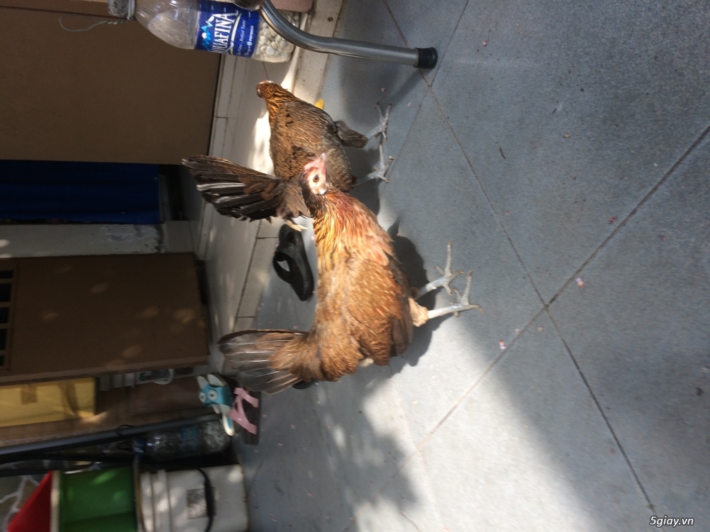 Gà mái mỹ hatch - 7