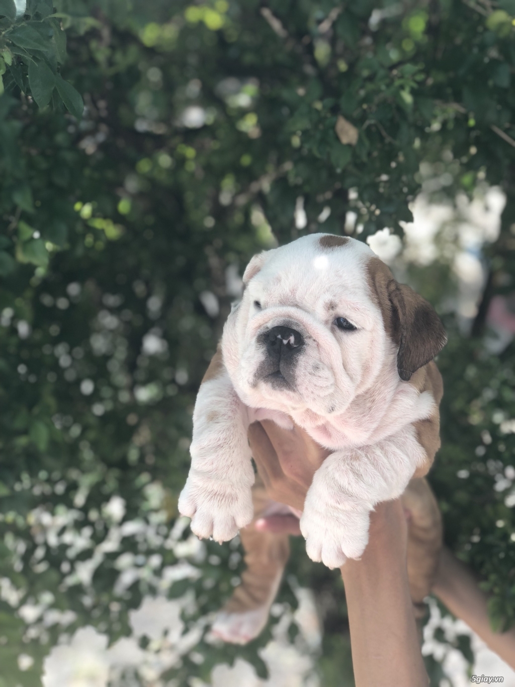 TP.HCM Bán Englins Bulldog Thuần Chủng - 1