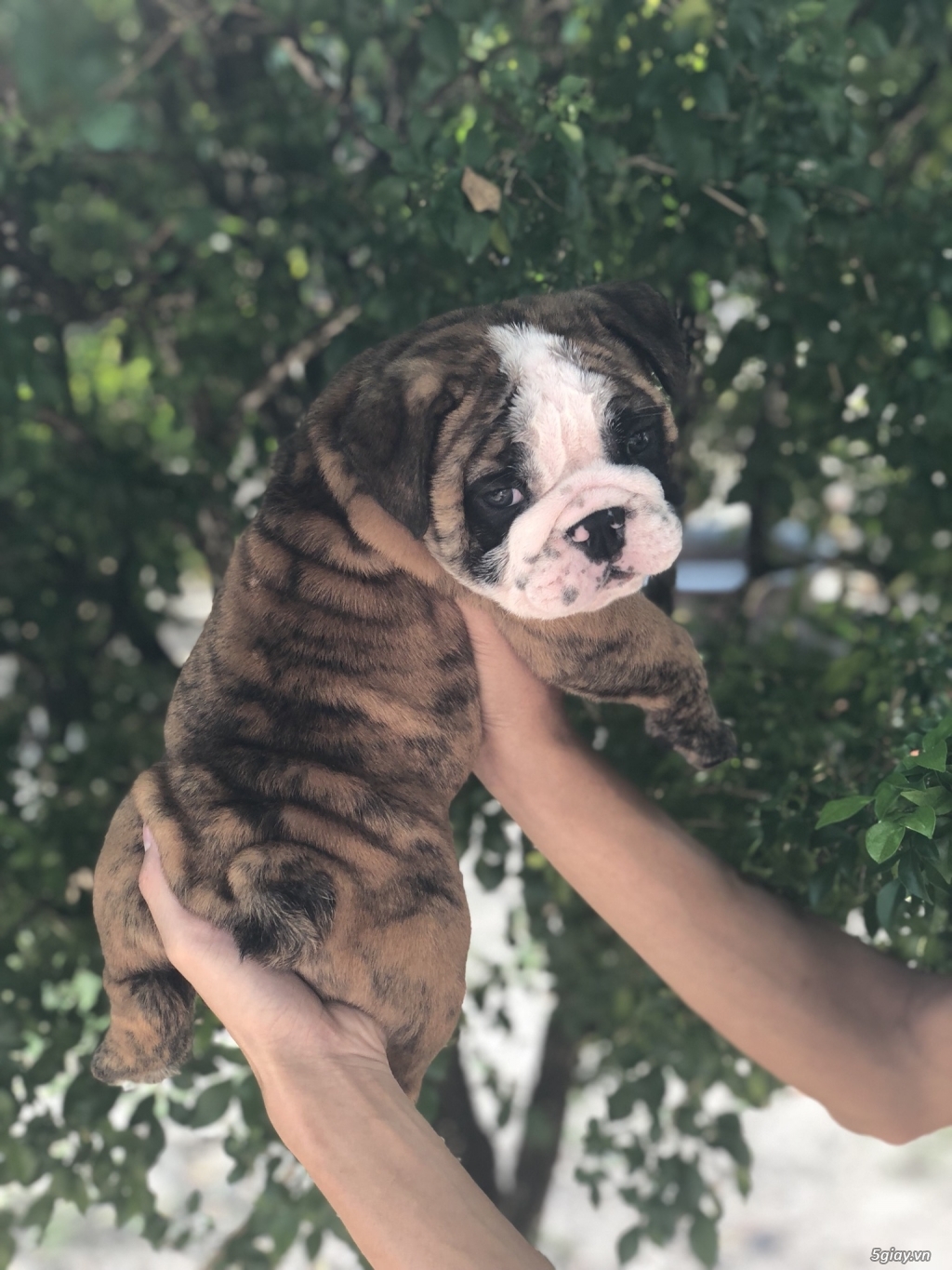 TP.HCM Bán Englins Bulldog Thuần Chủng - 3