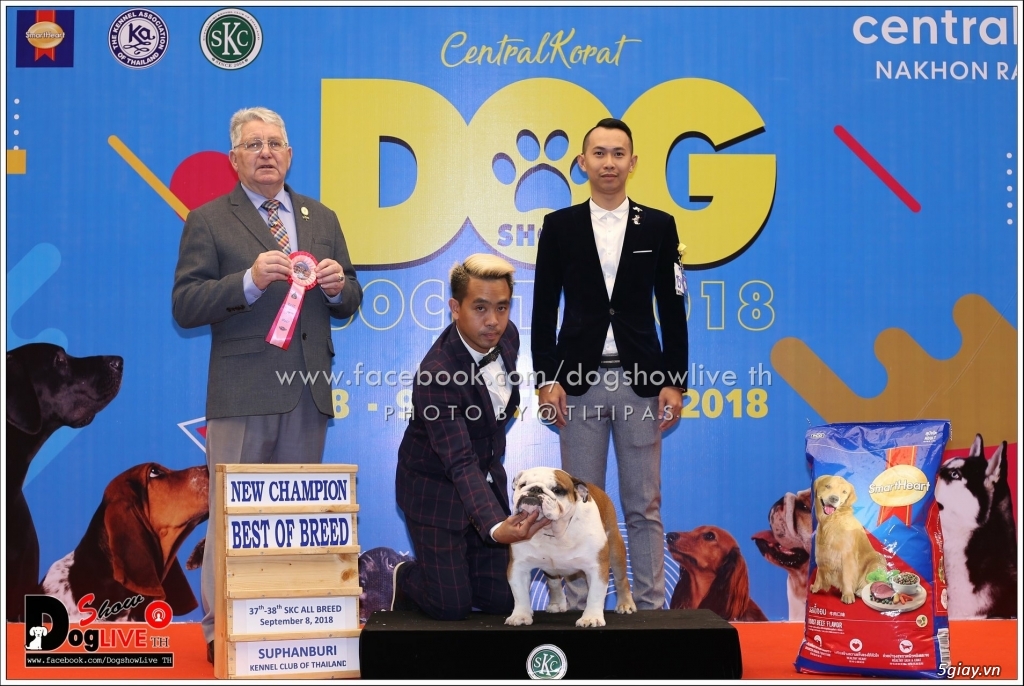 TP.HCM Bán Englins Bulldog Thuần Chủng