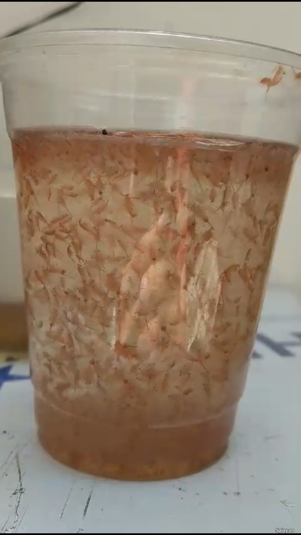 Artemia đông lạnh giá rẻ