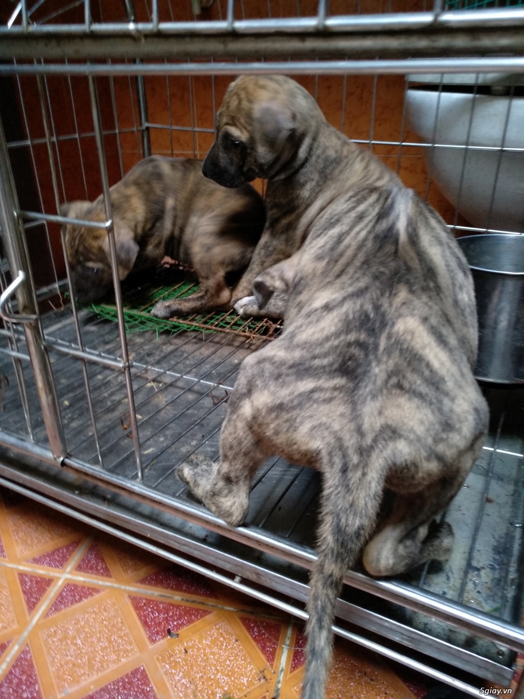 Chó Phú Quốc rặc vện 2 tháng - 2