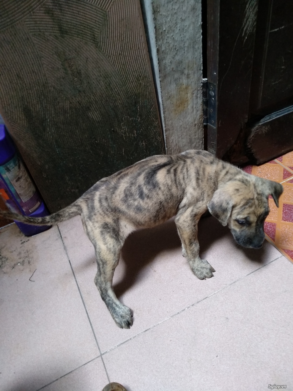 Chó Phú Quốc rặc vện 2 tháng - 1