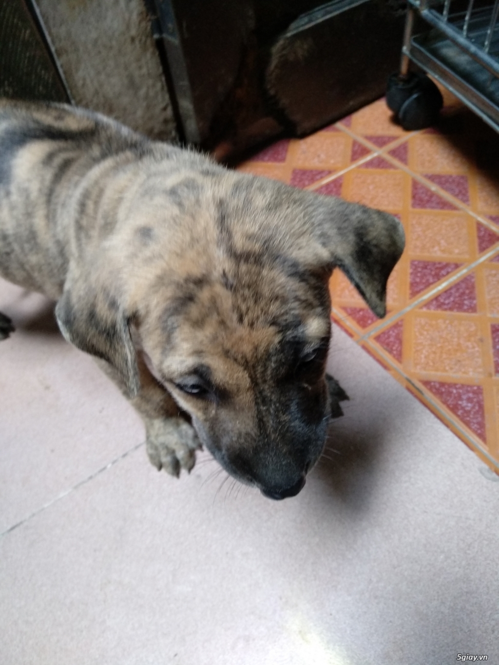 Chó Phú Quốc rặc vện 2 tháng