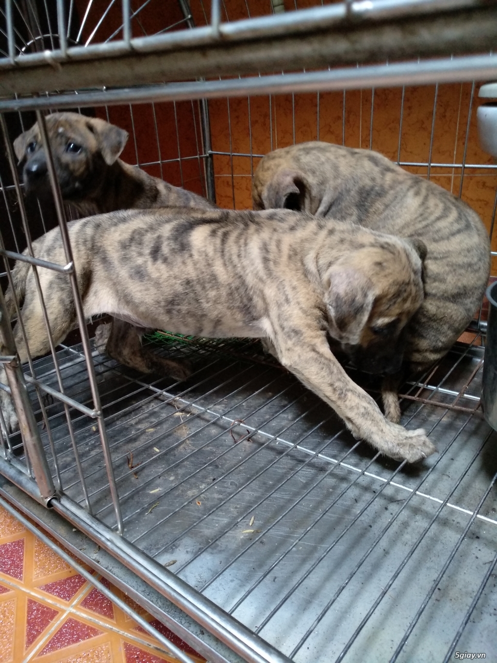 Chó Phú Quốc rặc vện 2 tháng - 3