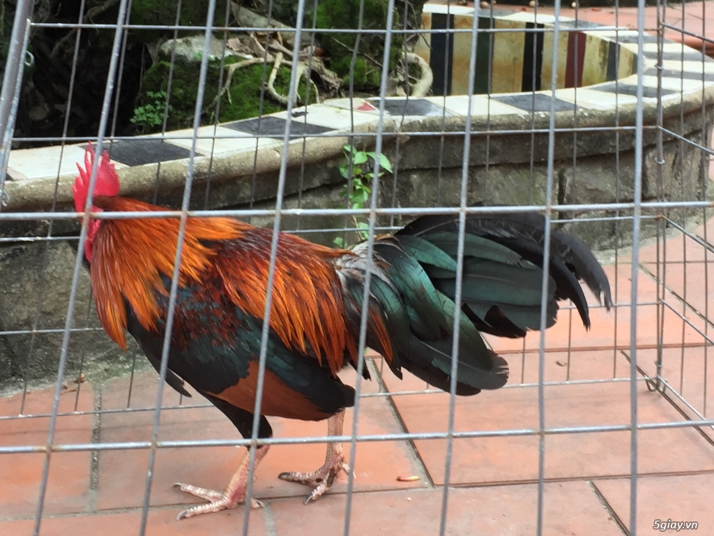 Bán gà tre và gà nòi lai mỹ - 21