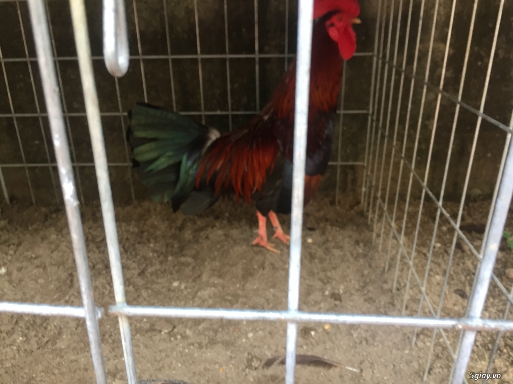 Bán gà tre và gà nòi lai mỹ - 38