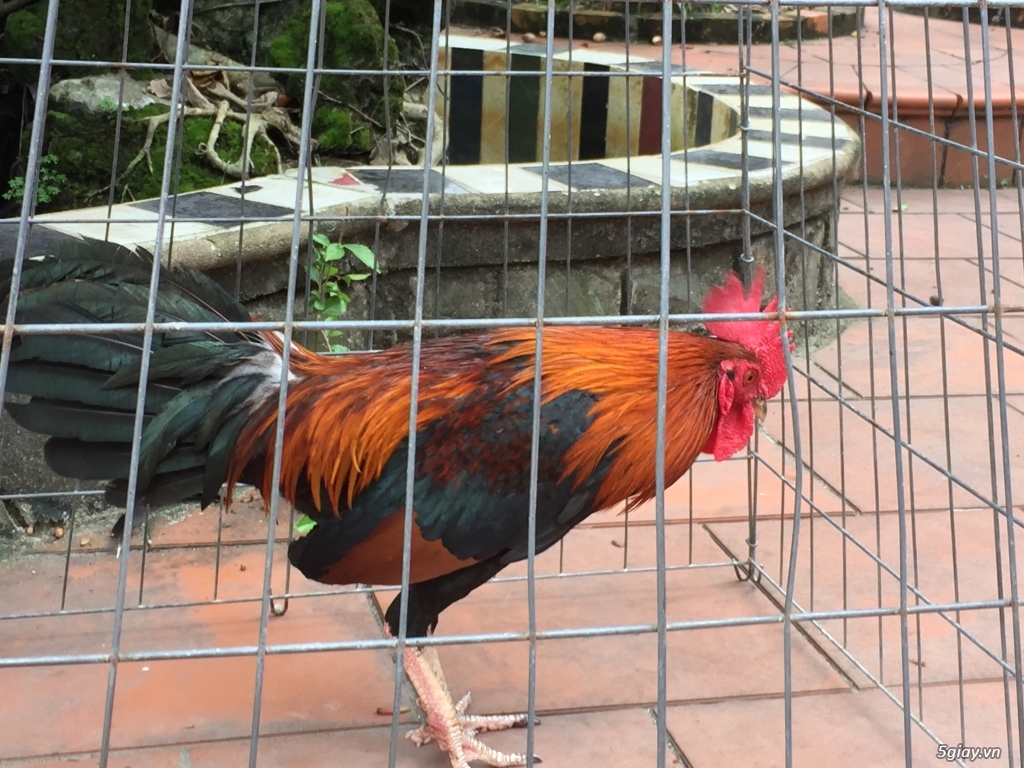 Bán gà tre và gà nòi lai mỹ - 24