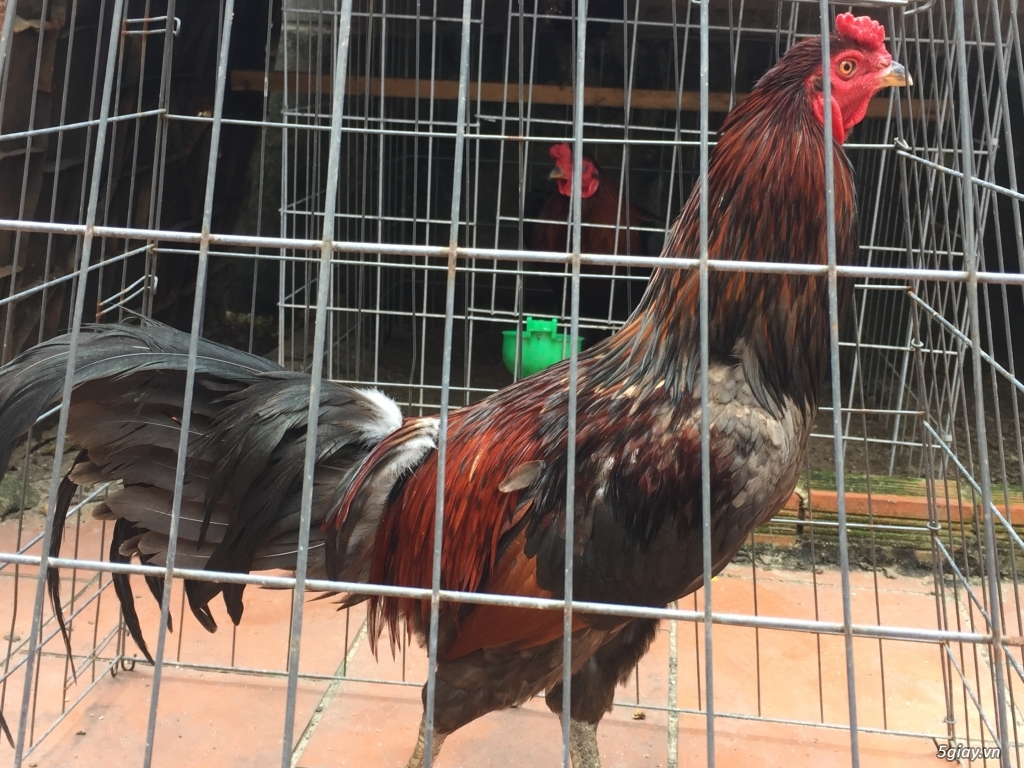 Bán gà tre và gà nòi lai mỹ - 3