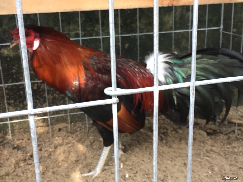 Bán gà tre và gà nòi lai mỹ - 19