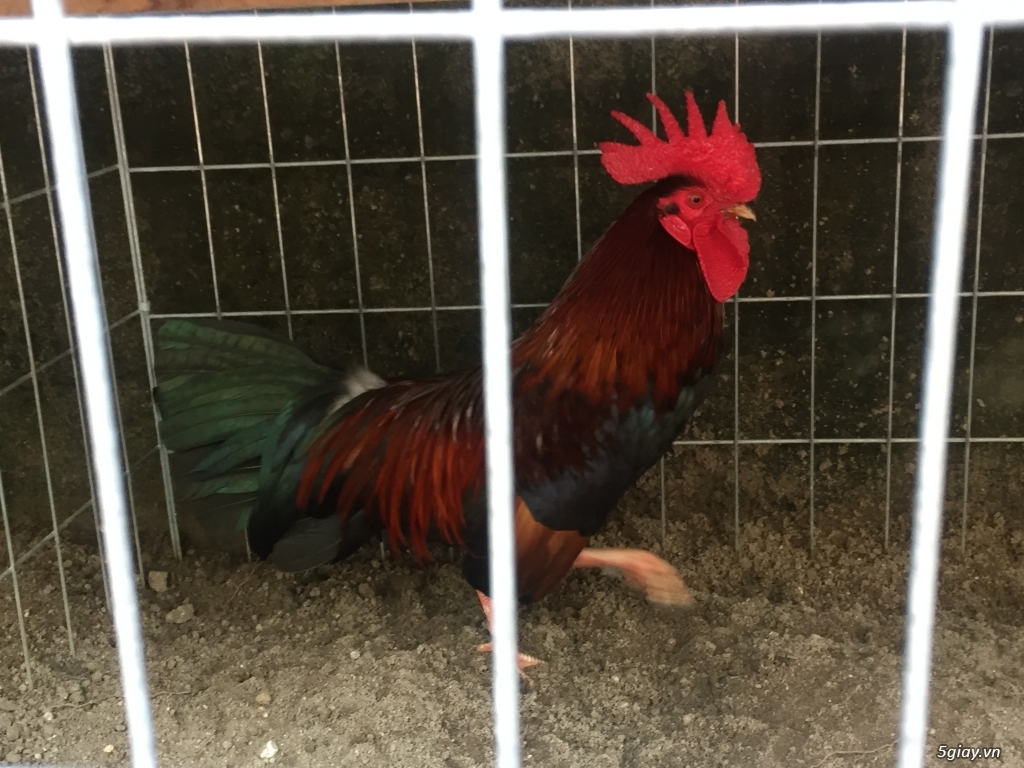 Bán gà tre và gà nòi lai mỹ - 37