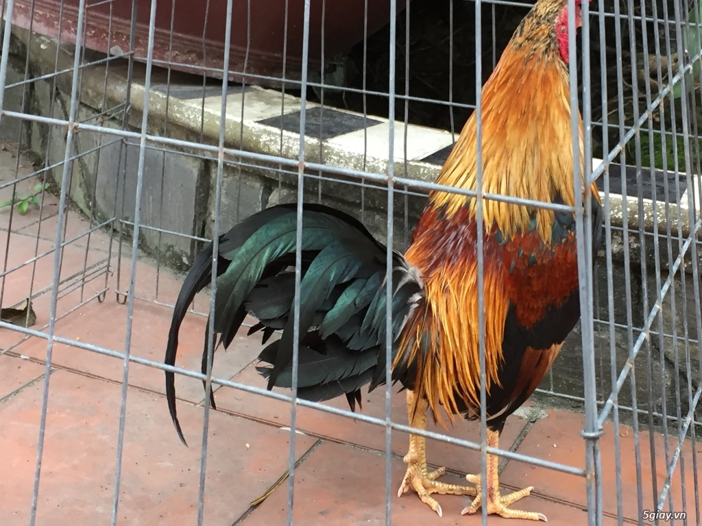 Bán gà tre và gà nòi lai mỹ - 28