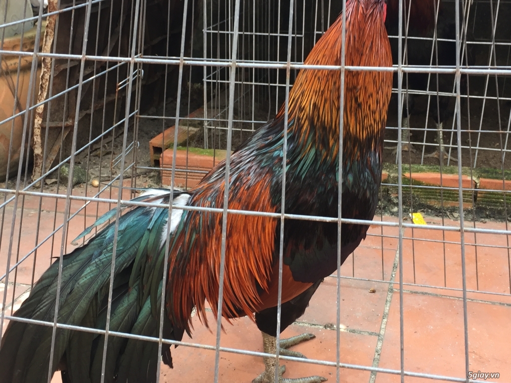 Bán gà tre và gà nòi lai mỹ - 11