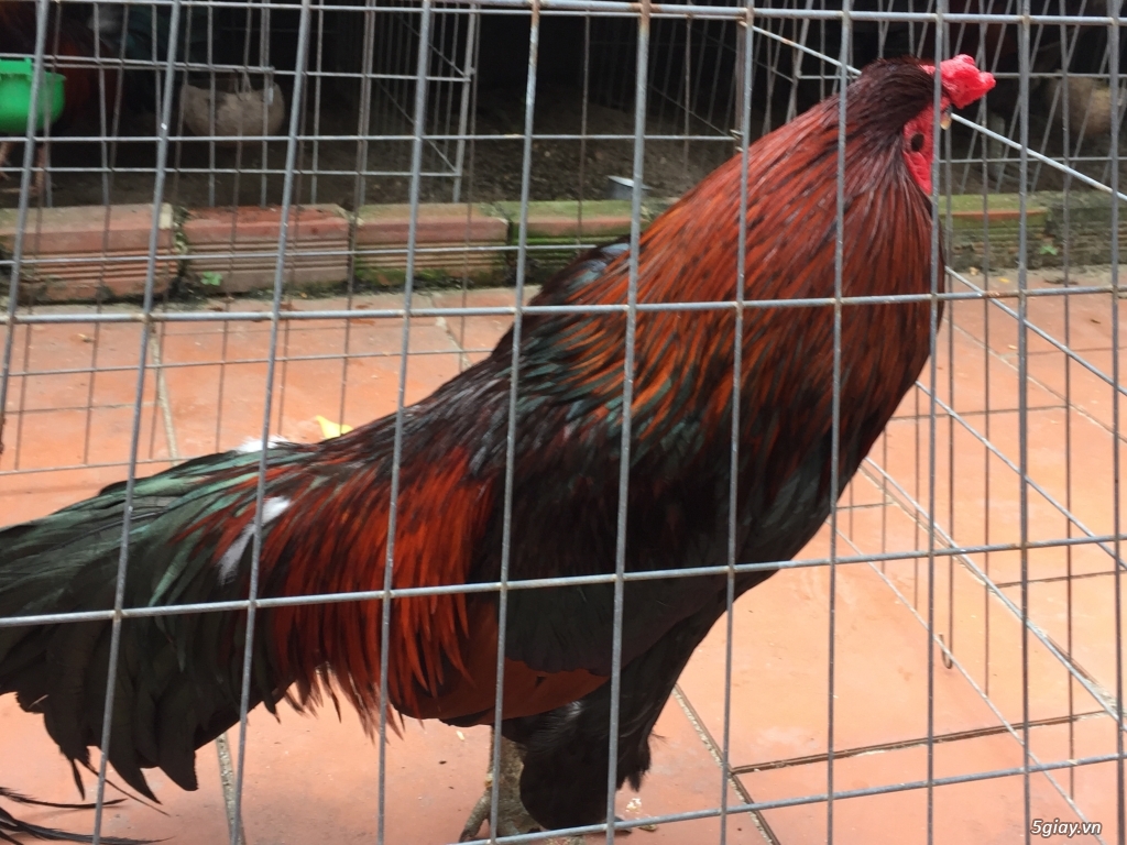 Bán gà tre và gà nòi lai mỹ - 5