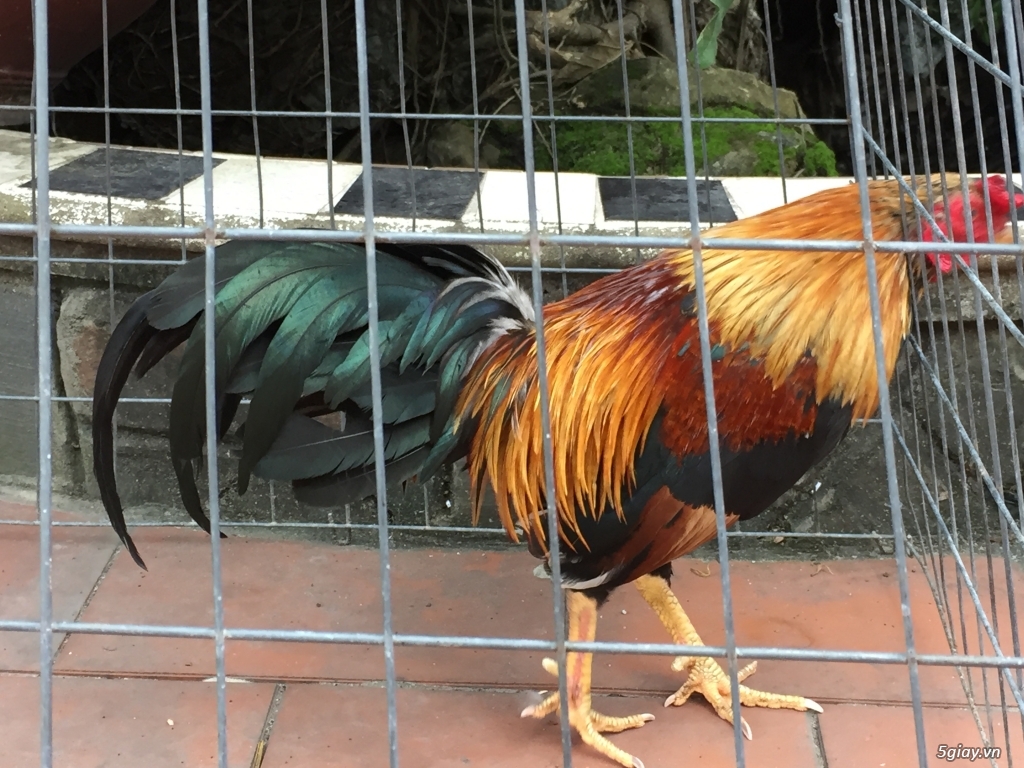 Bán gà tre và gà nòi lai mỹ - 25