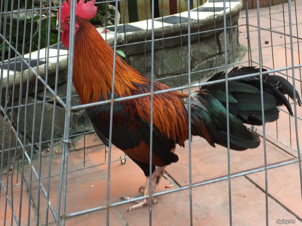 Bán gà tre và gà nòi lai mỹ - 20