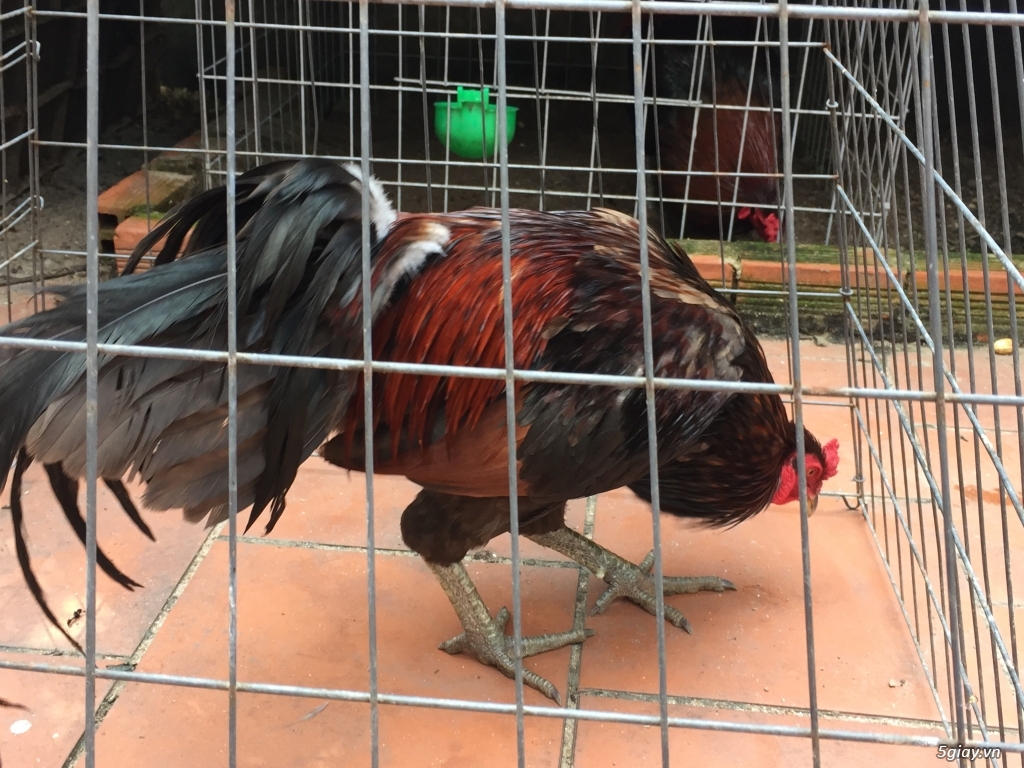 Bán gà tre và gà nòi lai mỹ - 1