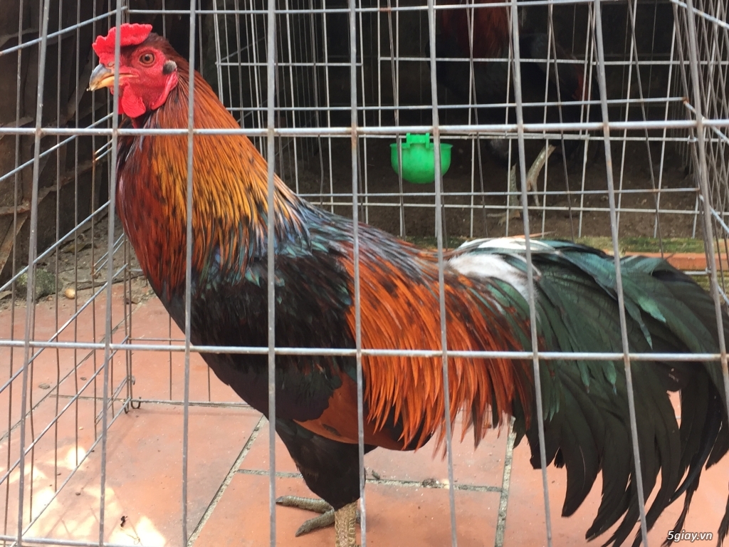 Bán gà tre và gà nòi lai mỹ - 10