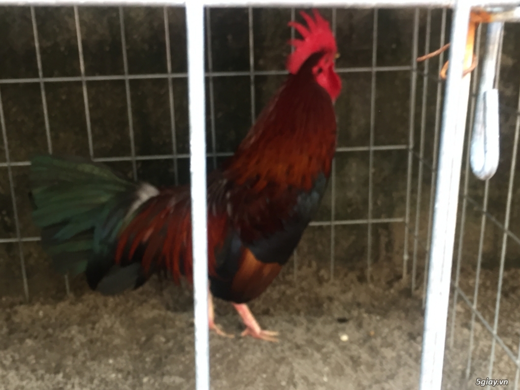 Bán gà tre và gà nòi lai mỹ - 35