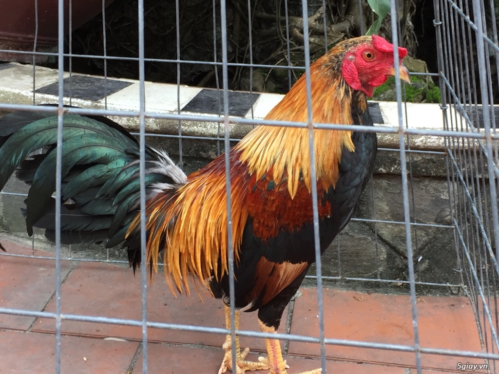 Bán gà tre và gà nòi lai mỹ - 27