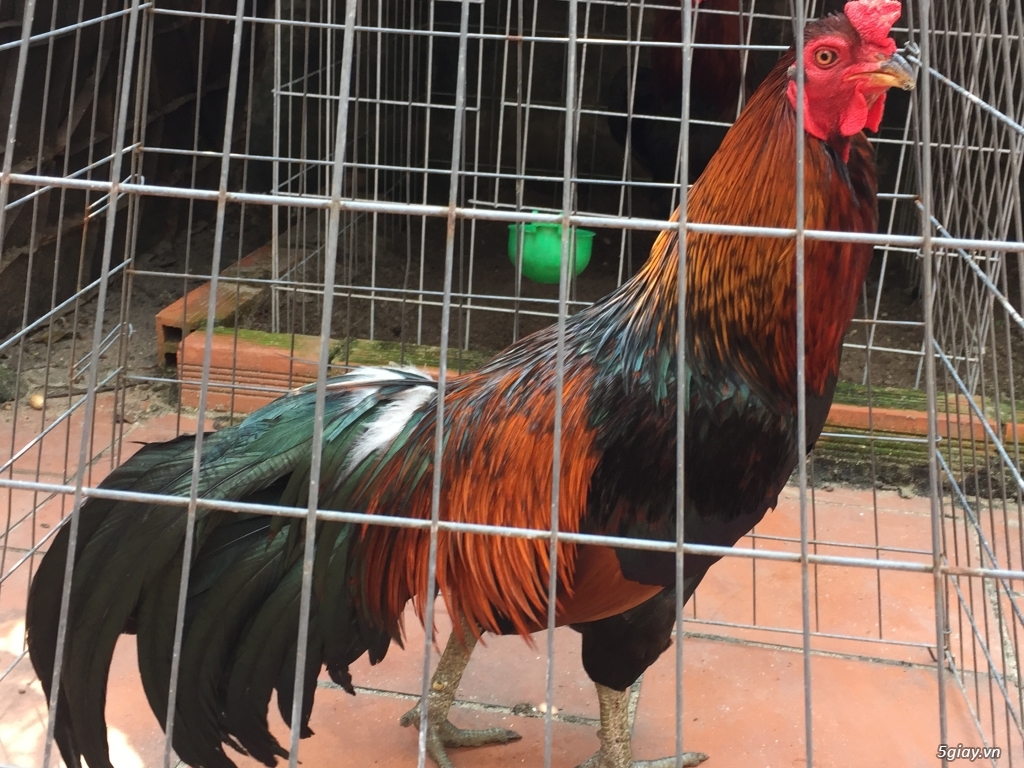 Bán gà tre và gà nòi lai mỹ - 12