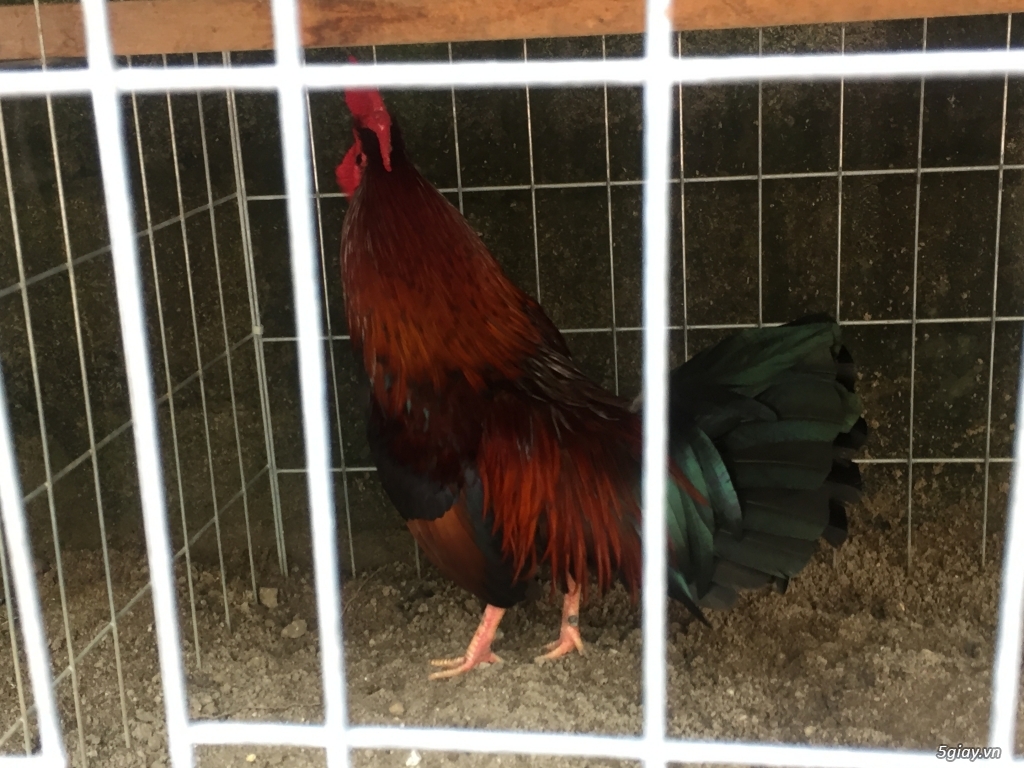 Bán gà tre và gà nòi lai mỹ - 39