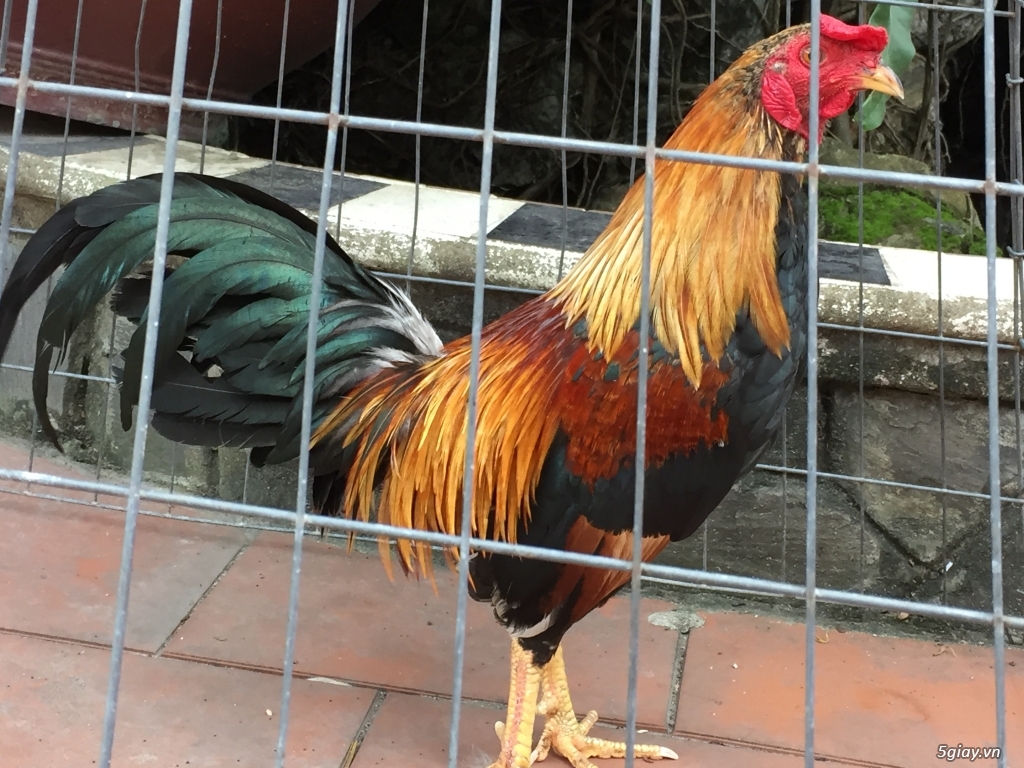 Bán gà tre và gà nòi lai mỹ - 26