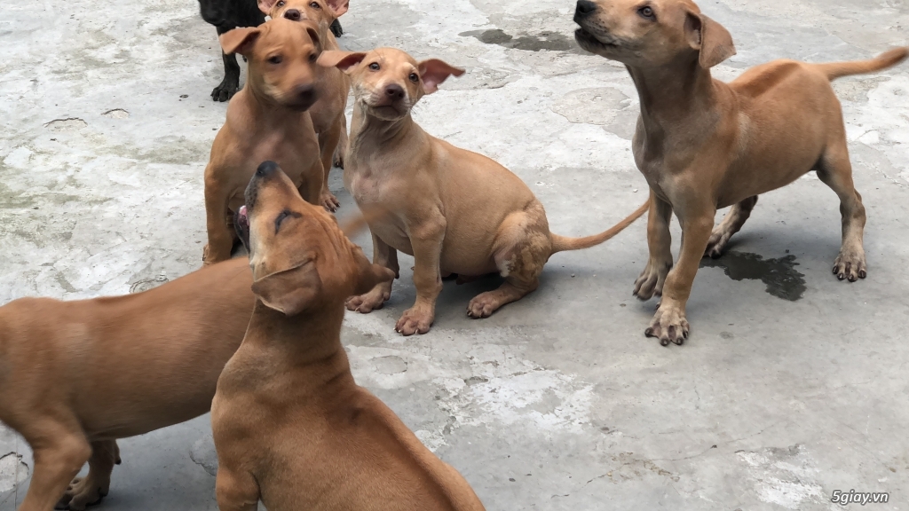 HCM-bán chó con Phú Quốc thuần Vện cọp - 5