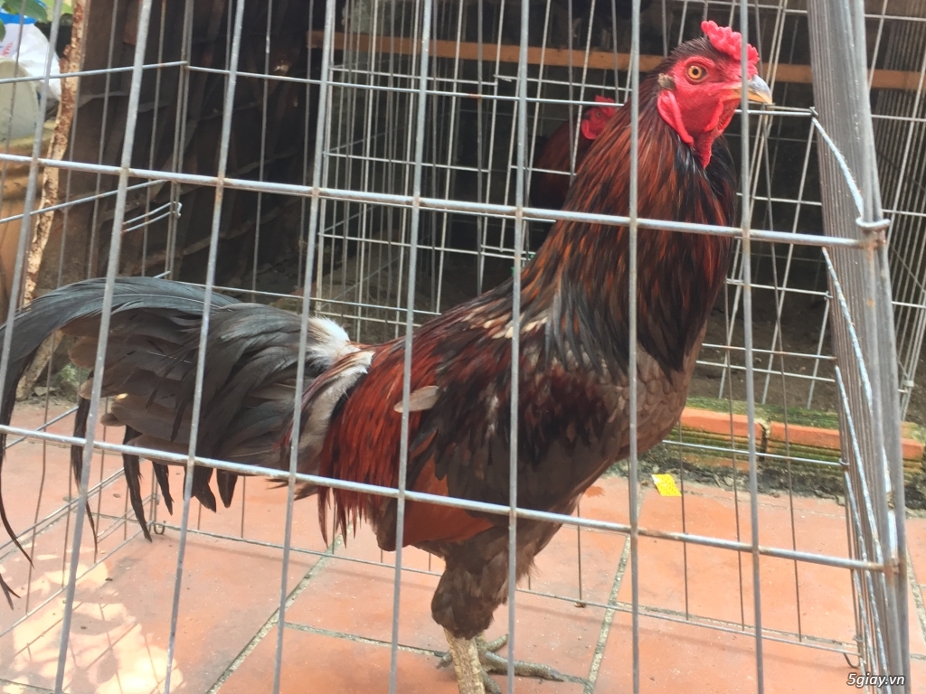 Bán gà tre và gà nòi lai mỹ